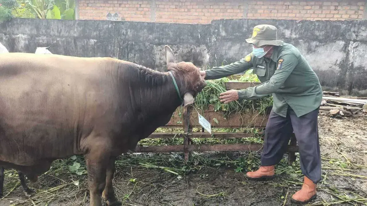 Dinas Pertanian Kabupaten Ogan Komering Ulu (OKU) memeriksa kesehatan hewan qurban. (Sumber: Istimewa)