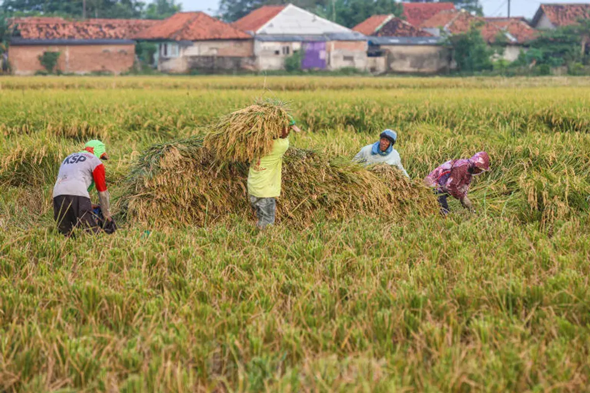 ilustrasi program cetak sawah (Sumber: Istimewa)