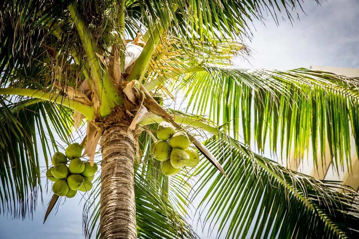 Ilustrasi Pohon Kelapa (Sumber: Pixabay)