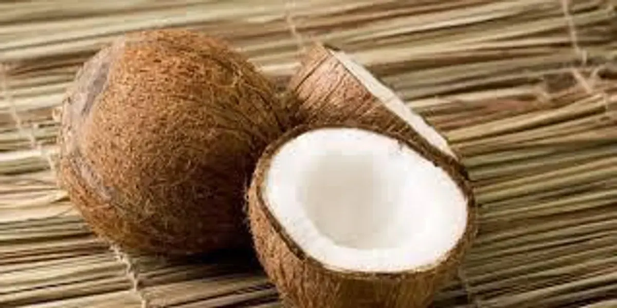 Ilustrasi Kelapa (Sumber: Istimewa)