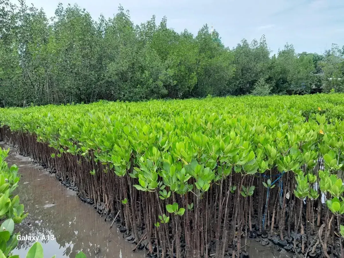 Ilustrasi - regenerasi hutan mangrove (Sumber: Istimewa)