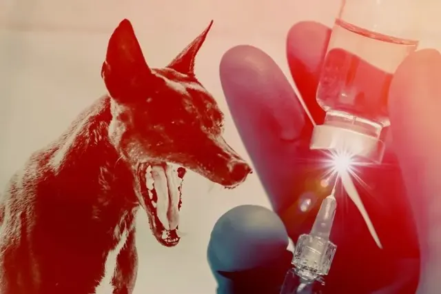 Rabies Merebak di Sumsel: Lima Kabupaten Tertular, Satu Warga Meninggal