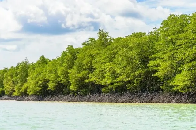 Peran Masyarakat dalam Menjaga Hutan Mangrove di Sumsel