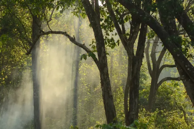Mengenal Isau-Isau Wildlife Reserve: Surga Tersembunyi di Sumatera Selatan