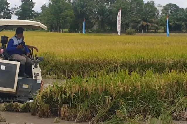 TNI Bantu Petani Sumsel, Tanam Padi di 2.000 Hektare untuk Wujudkan Kemandirian Pangan