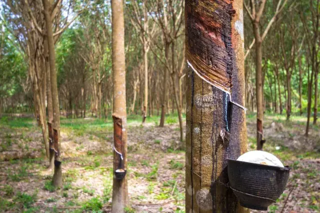 Tren Positif Harga Karet Global Berlanjut, Petani Sumsel Dapat Sinyal Baik